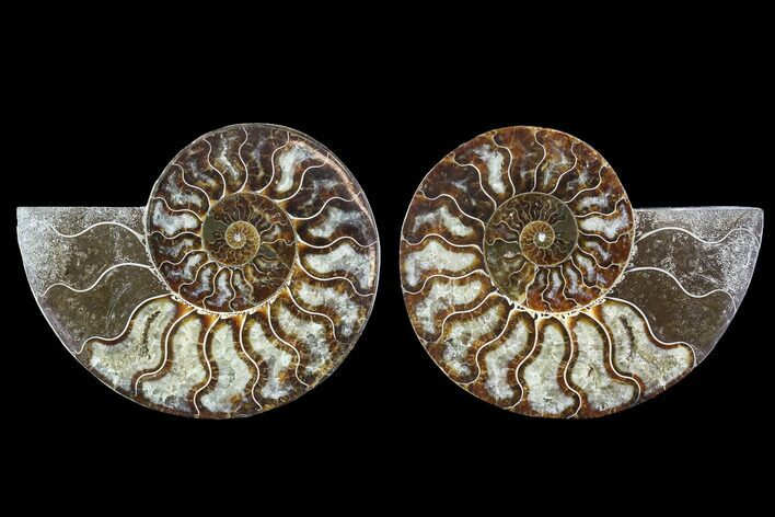 Cut & Polished Ammonite Fossil - Agatized #91163